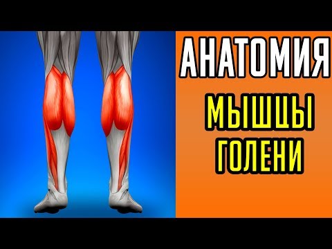 Shin Muscle Anatomy. Panimula at Pag-aayos ng Mga kalamnan