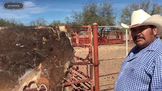 Historia de Éxito: Ismael Daniel, Artesano de Cuero Crudo en San Bartolo, Sonora