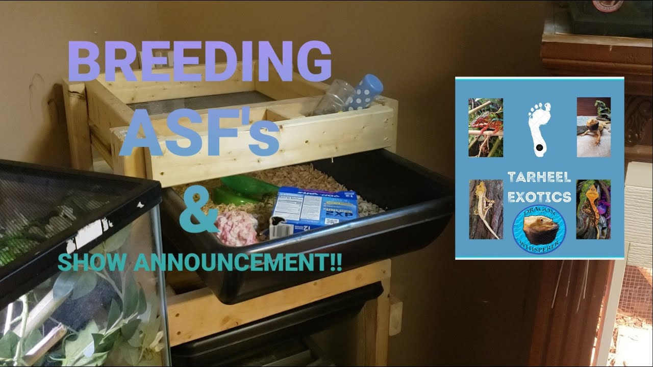 ASF BREEDING AND REPTICON ANNOUNCEMENT!!