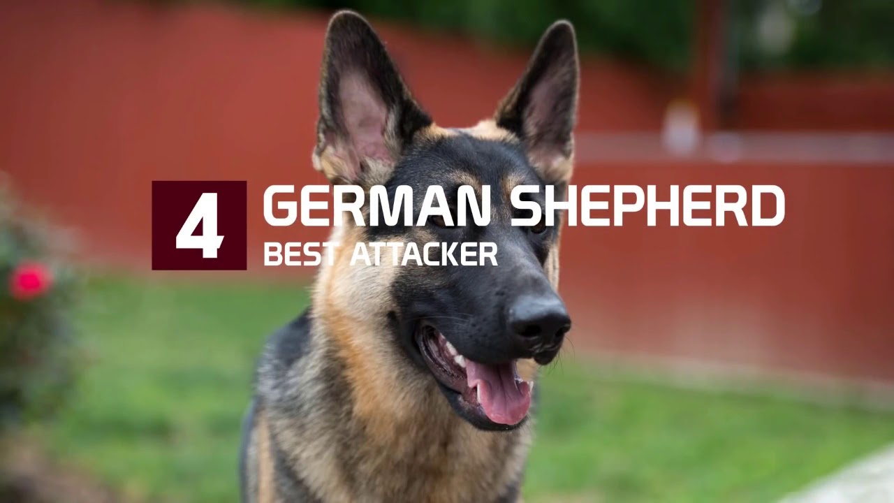 10 Jenis Anjing Penyerang Terbaik Youtube
