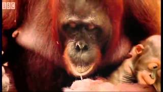 Attenborough  Amazing DIY Orangutans   BBC Earth