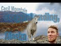 Alaska Mountain Climbing with Mountain Goats