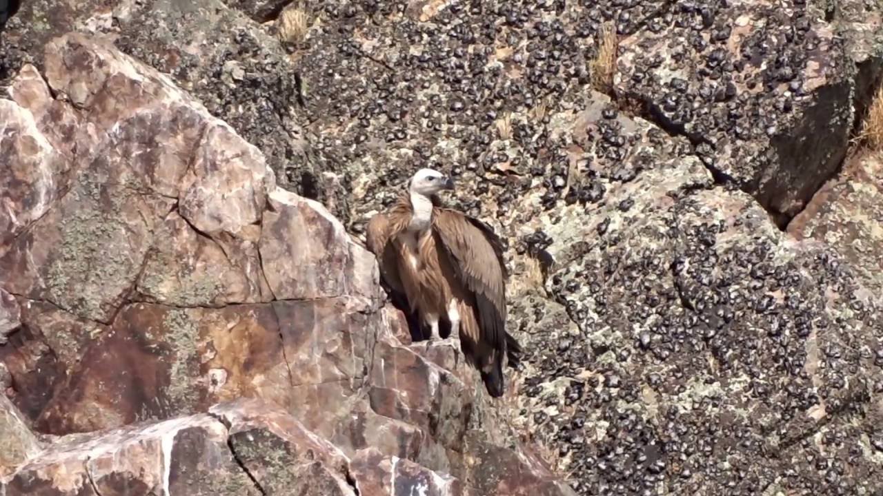 Clumsy Griffon Vulture / Onhandige Vale Gier