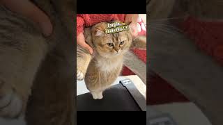 DIET PLAN 🤣#cat #cats #catvideos #funnycats #ytshorts #youtubeshorts #shorts