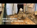 Sheep Shearing. From Start to Finish.