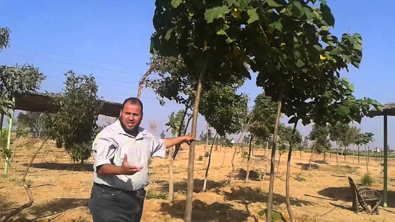 شجرة الباولونيا ( شجرة زينه و انتاج اخشاب ) - الجزء الاول