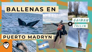 Cuando ir a ver BALLENAS en Puerto Madryn  Argentina