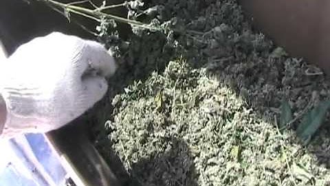1000 Lbs of catnip drying at Davidsfarm Davidsfarmison[bliptv]now
