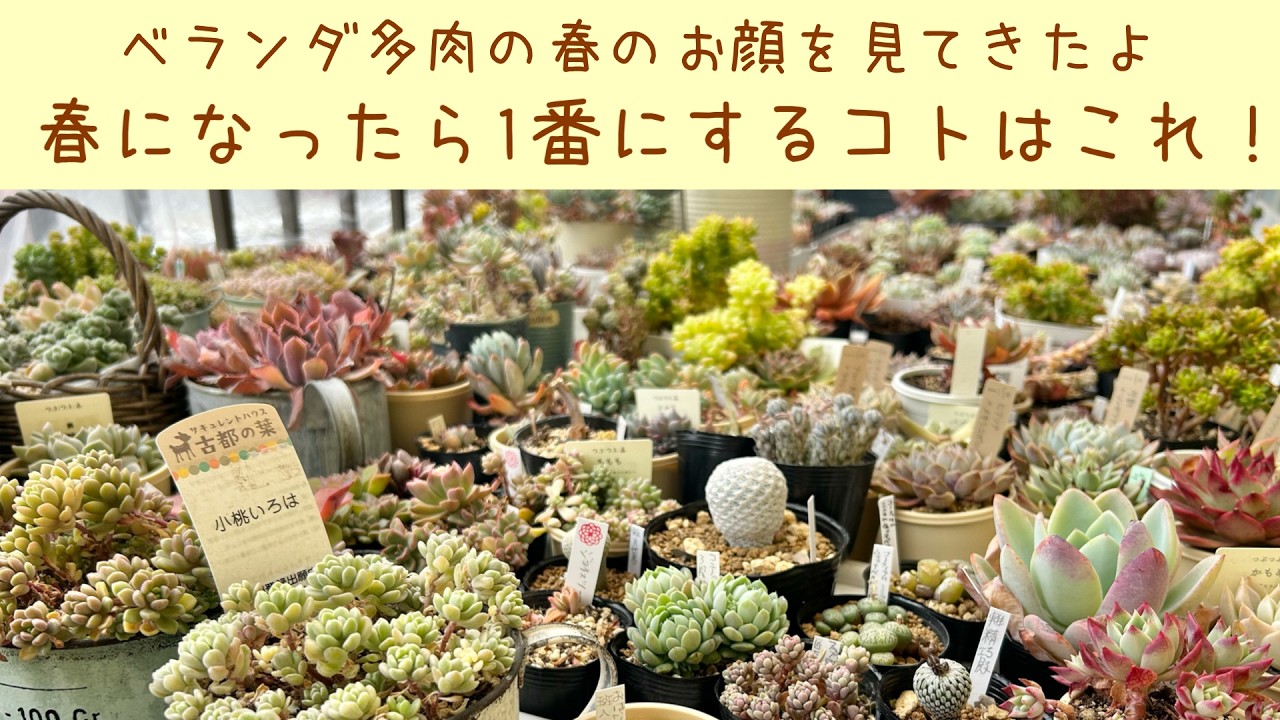 【多肉植物】春になったら1番にしているコトはこれ！vlog87