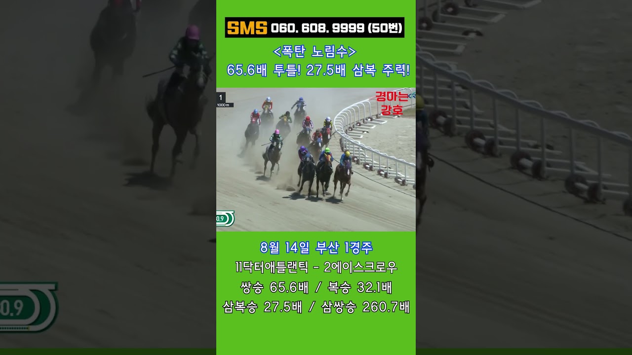 8/14(금)💣65.6배! 직선주로 대역전극!🔥 27.5배 주력단통의 전율! 믿어지십니까? 이게 강호경마입니다! / 믿어지십니까? 이런게 한구라입니다. 🐎 인기1위에 쫄지마!