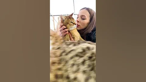 Рысь Локи отругал маму из-за ревности 😽