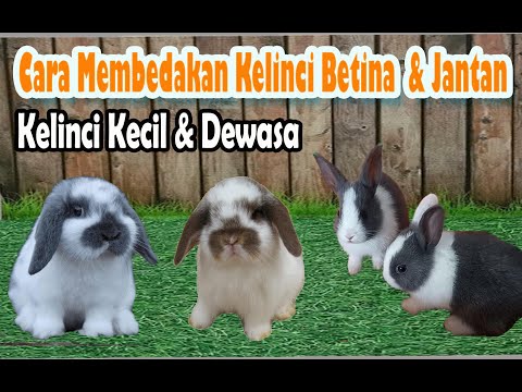 Video: Cara Mengetahui Jenis Kelamin Kelinci Percobaan Anda Your