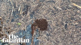 Rare video of fire ants building 'large floating rafts' in Australia captured by Queensland farmer