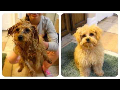 Braidy Bath Night | Puppy Hygiene | Cute Girls Hairstyles