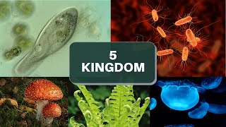 IPA Kelas 7 Klasifikasi Makhluk Hidup: 5 Kingdom Monera, Protista dan Fungi