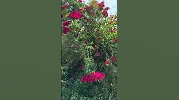 Đồi Cừu Đà Nẵng – View triệu đô, chill cùng những bé thỏ siêu cưng! 🐰