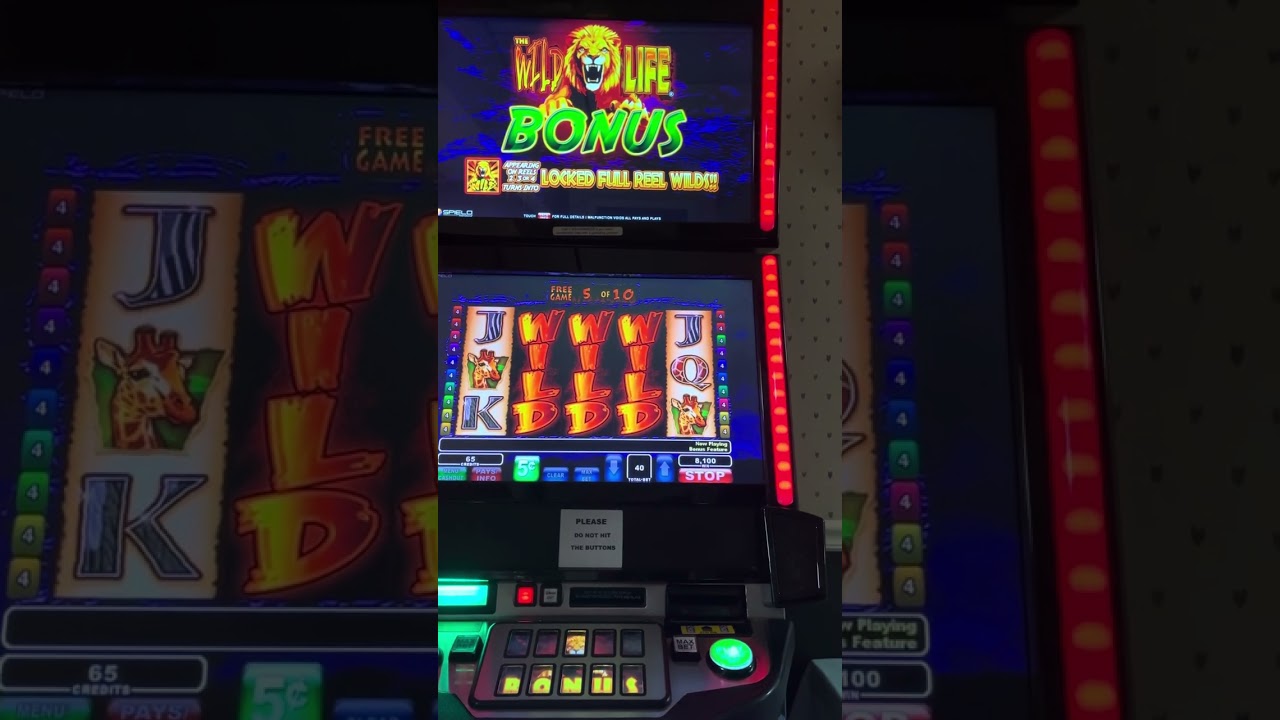 The wild Life Slots. Max bet all 3 wild reels by the 2nd spin what did I win?