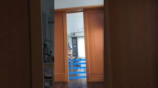 Anya said, “work smarter, not harder” 🤣 #kitty #cute #kitten #cat #love #cutecat #catcat #funny