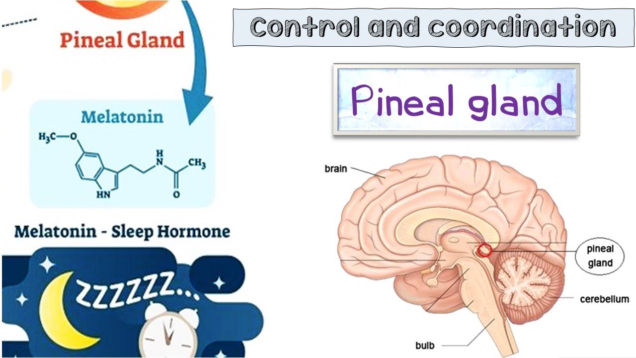 6.41 Animal Hormones - Pineal Gland - Melatonin (Ch:6 Control and ...