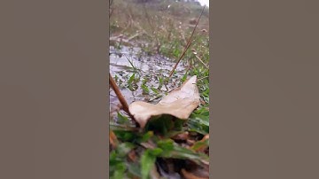 my first vlog ❤️#my #myfirstvlogviral #myfirstvlogonyoutube #bablubannavlog  #laxmanbijuvlog #my