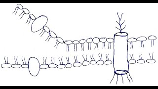 How to draw cell membrane