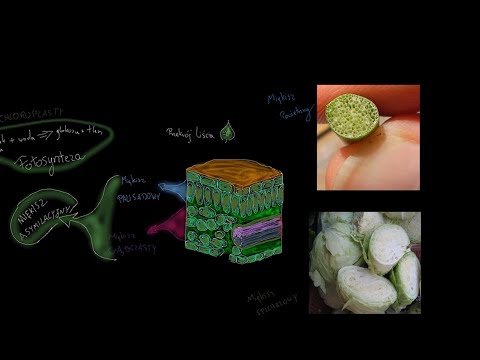 Tkanki roślinne - najbardziej ogólne informacje, podstawowy podział i cechy charakterystyczne tkanek