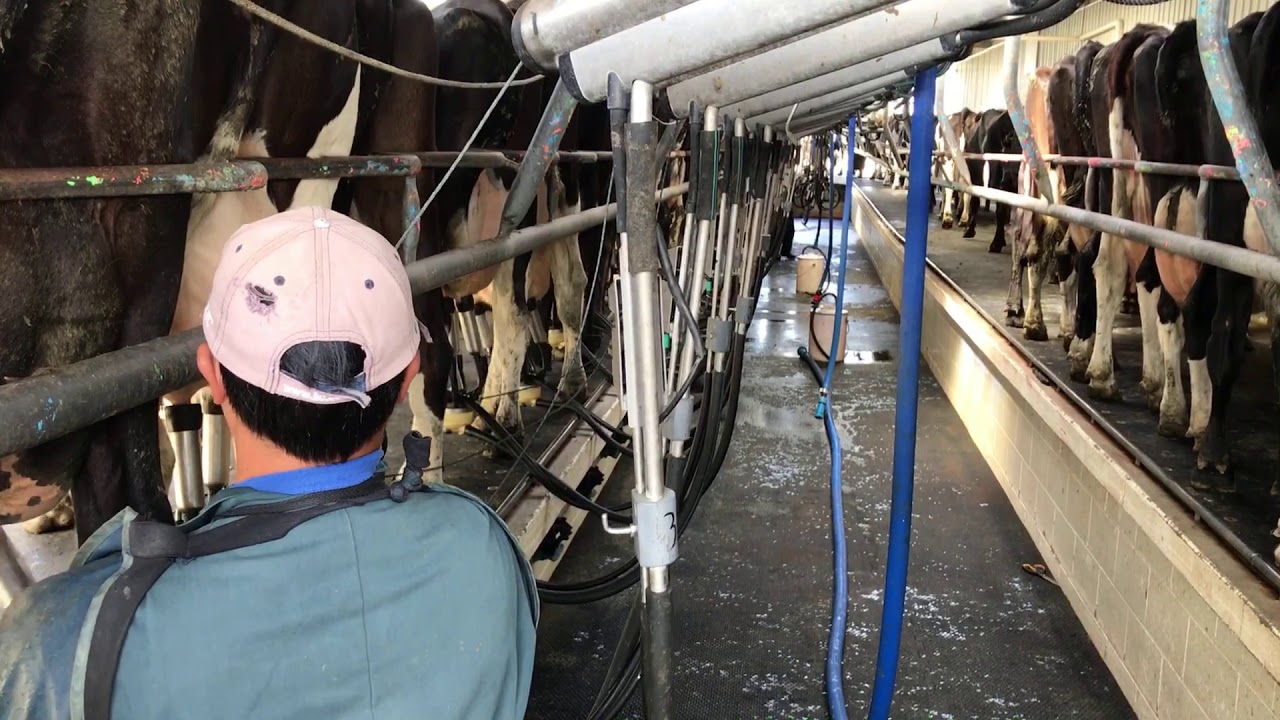 DAIRY FARMING JOB IN NEW ZEALAND