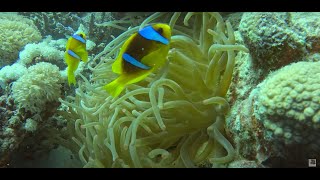 Рыбная #фазенда #anemonenfisch #amphiprion #giantclam #redsea