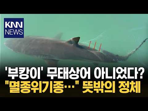 "무태상어인 줄 알았는데…" 부산 북항 <strong>상어</strong> 밝혀진 비밀 / KNN