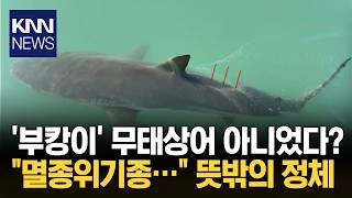 "무태상어인 줄 알았는데…" 부산 북항 상어 밝혀진 비밀 / KNN