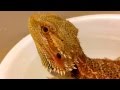 Watering lizard