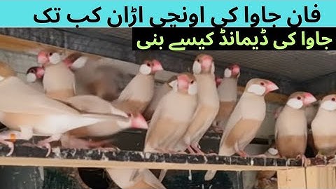 Fawn Java ki unchi uran kab tak  Java ki demand kaise bane | complete information|| ASIF BIRDS FARM 