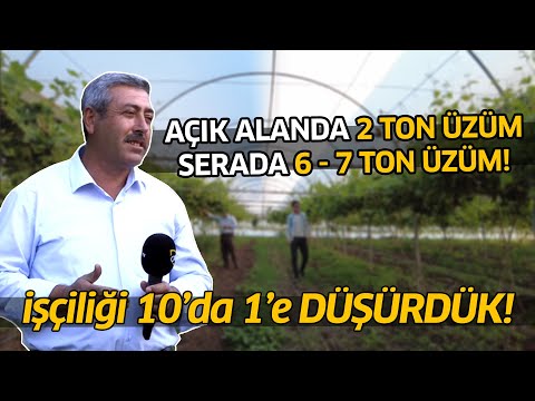 İŞÇİLİĞİ 10’DA 1’E DÜŞÜRDÜK! / Açık Alanda 2 Ton Üzüm Serada 6 - 7 Ton Üzüm /  800 DÖNÜMDE ÜRETİM