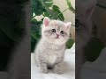 Cute baby kitty #cat #cute #fypシ #fyp #kitten #kitty