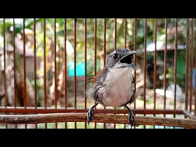 Burung SNIPER Gacor Ngebren Rapat & Tajam class=