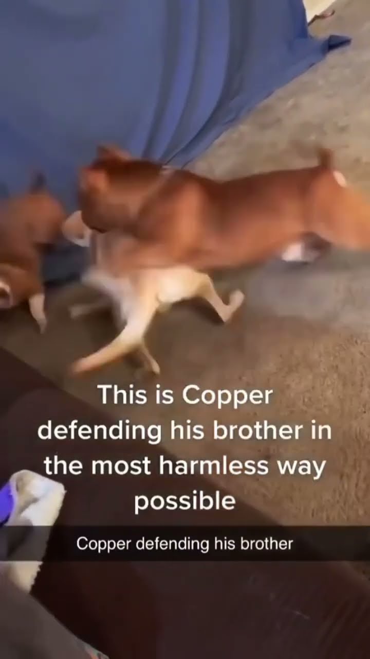 Dog works security on the weekend