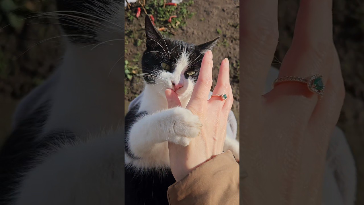 #Bobita 🐶 #Coltisor 😺 #LoveEat 😍 #Play 👀☺️ #FYP 🧡🤍🖤