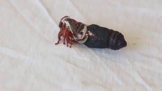 Emerging Cecropia Moth