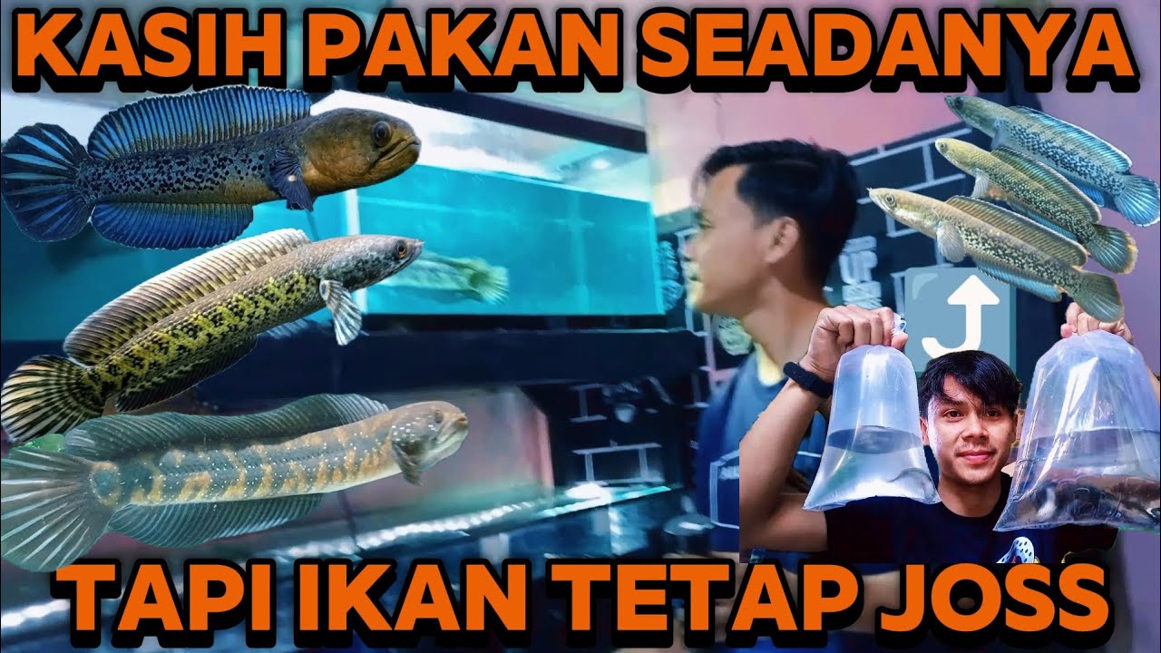 KASIH PAKAN YANG BAGUS BUAT IKAN CHANA❗