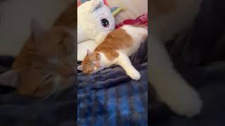 #cat#fluffy#love#goldenhour#music#yellow#memes#funny#Dandy’s world#Aphmau#callmehhaley#Smallcreator￼