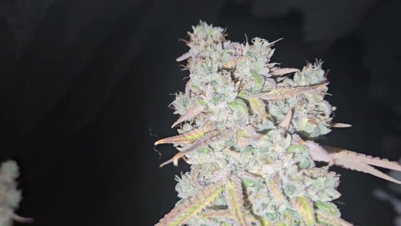 ssh catpiss flush Marshydro fce 8000 5x5 tent