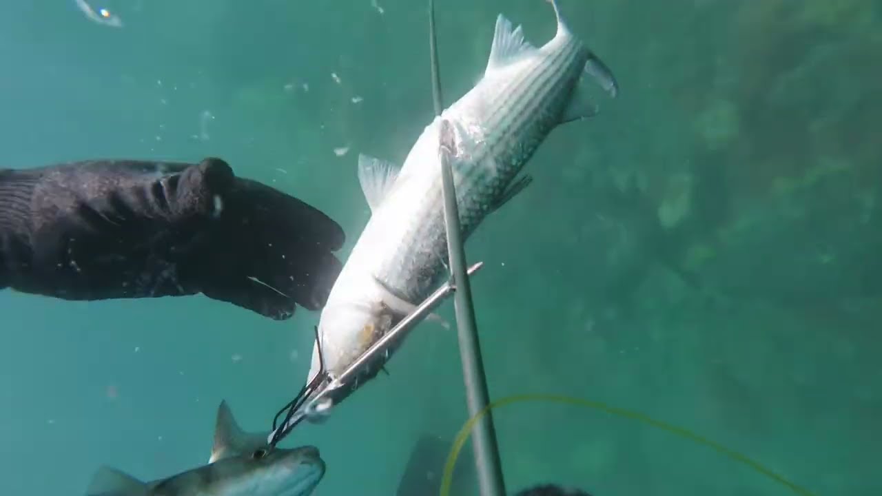 Sığsu kefal balık avı