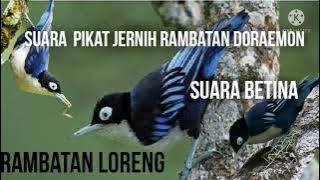 Suara jernih untuk pikat burung rambatan loreng / doraemon