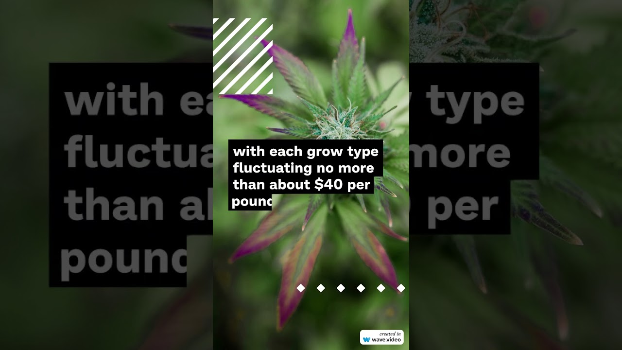 Cannabis Benchmarks US Spot Index Report for February 23, 2024 