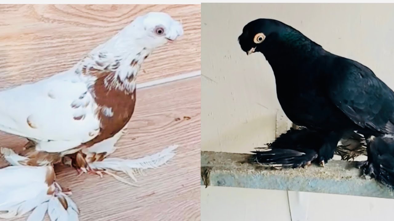 7.Iyun кара камиш каптар бозори🔥