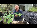 How to take hydrangeas cuttings at stinky ditch nursery August ‘19