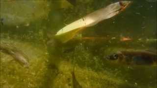 Stekelbaarzen Eten Muggelarven 3