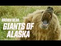 Alaskan Peninsula Brown Bear Hunt: Journey of a Lifetime