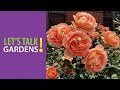 view Earth Friendly Rose Gardens - Let&apos;s Talk Gardens digital asset number 1