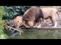 Lion catching bird  artis zoo in amsterdam